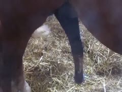 Amazing amateur zoophilia footage captured by a ranch hand of a horse with a stiff, swinging dick